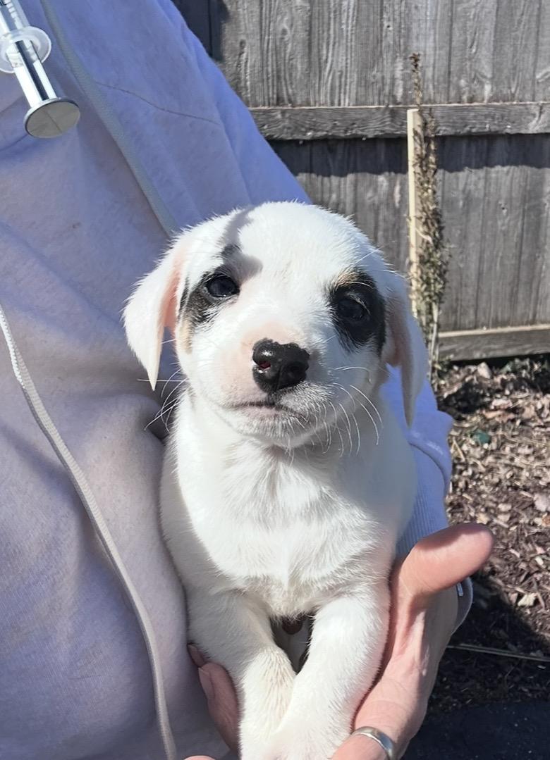 Enlarge Ancho, a ADOPTABLE mixed breed in Arlington Heights, IL image 2/5