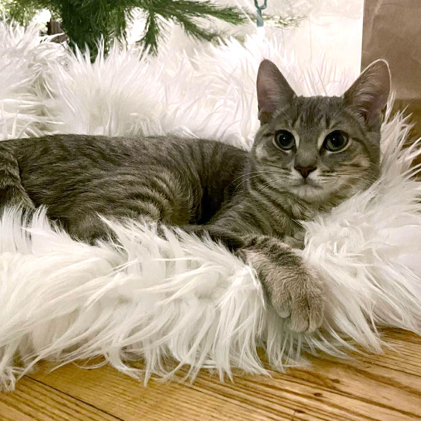 Gwen - A Playful Lovebug, Adoptable, Kitten Female Domestic Short Hair.