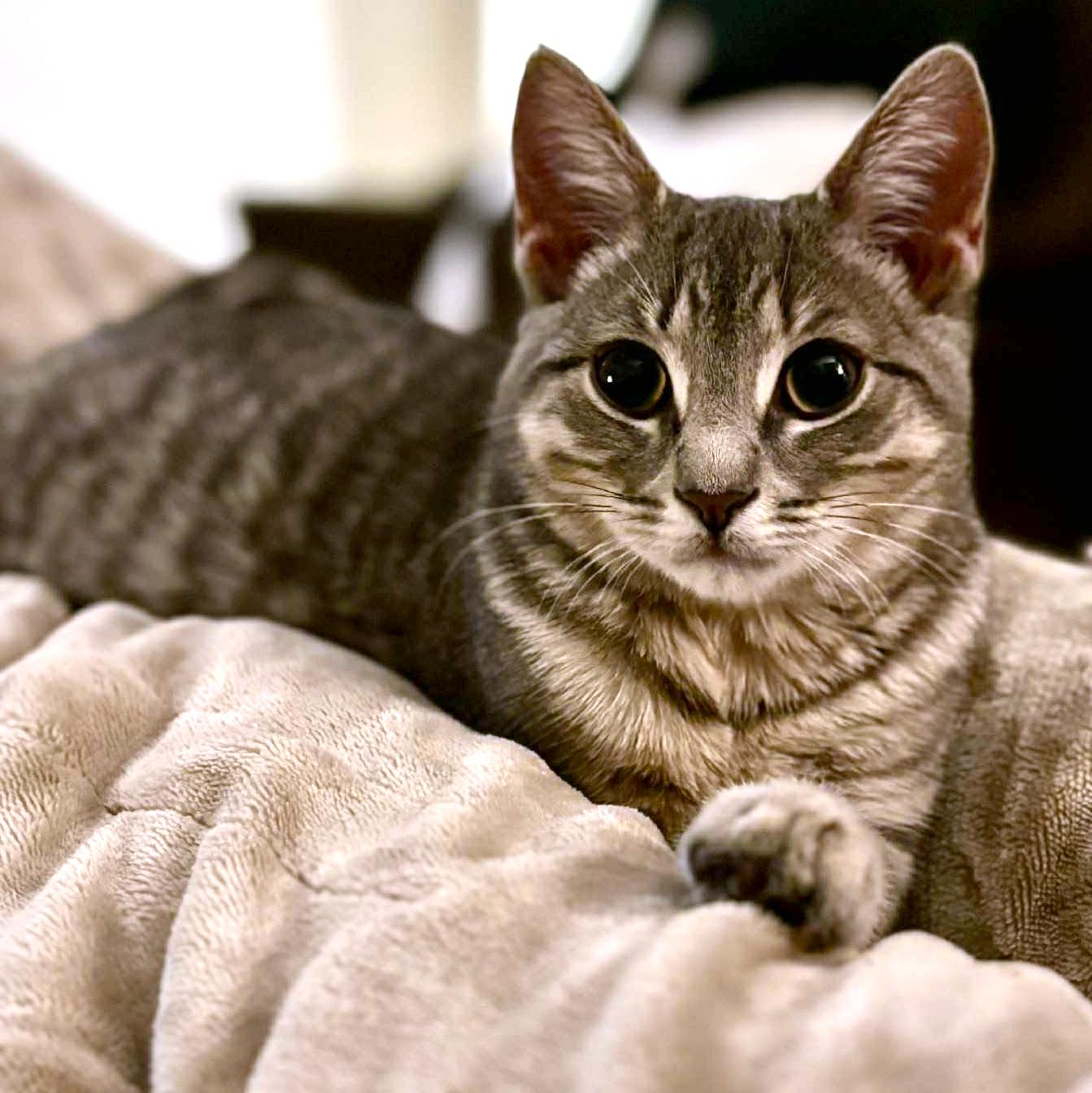 Gwen - A Playful Lovebug, a Adoptable Domestic Short Hair in Hamilton, ON image 2/6