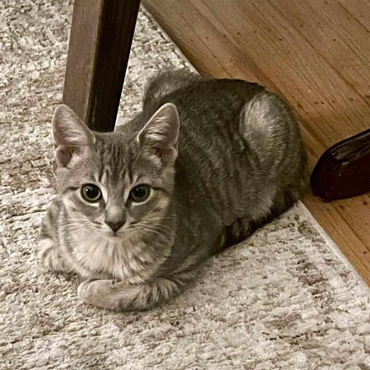 Gwen - A Playful Lovebug, a Adoptable Domestic Short Hair in Hamilton, ON image 3/6