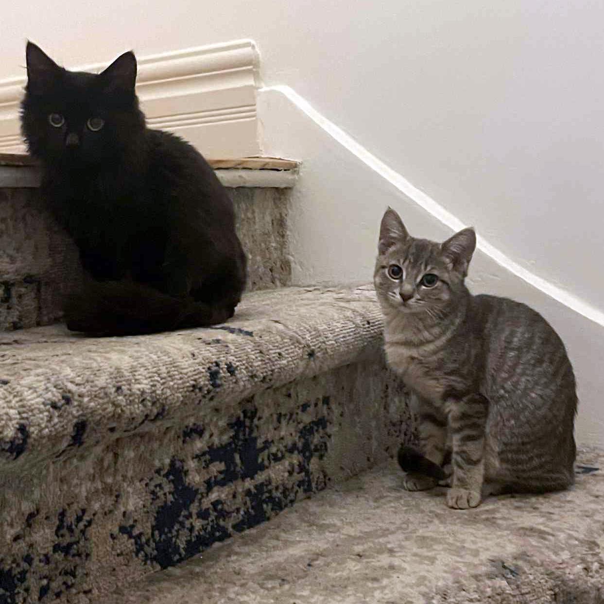 Gwen - A Playful Lovebug, a Adoptable Domestic Short Hair in Hamilton, ON image 4/6