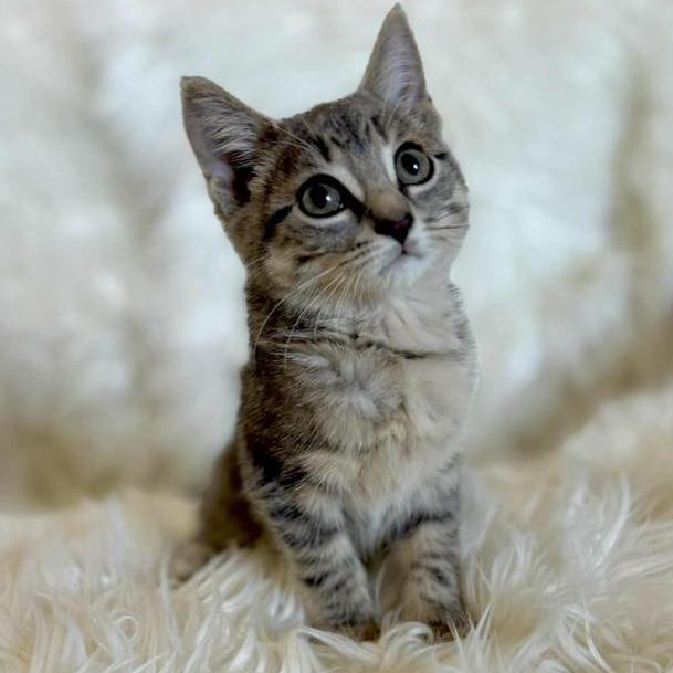 Gwen - A Playful Lovebug, a Adoptable Domestic Short Hair in Hamilton, ON image 5/6