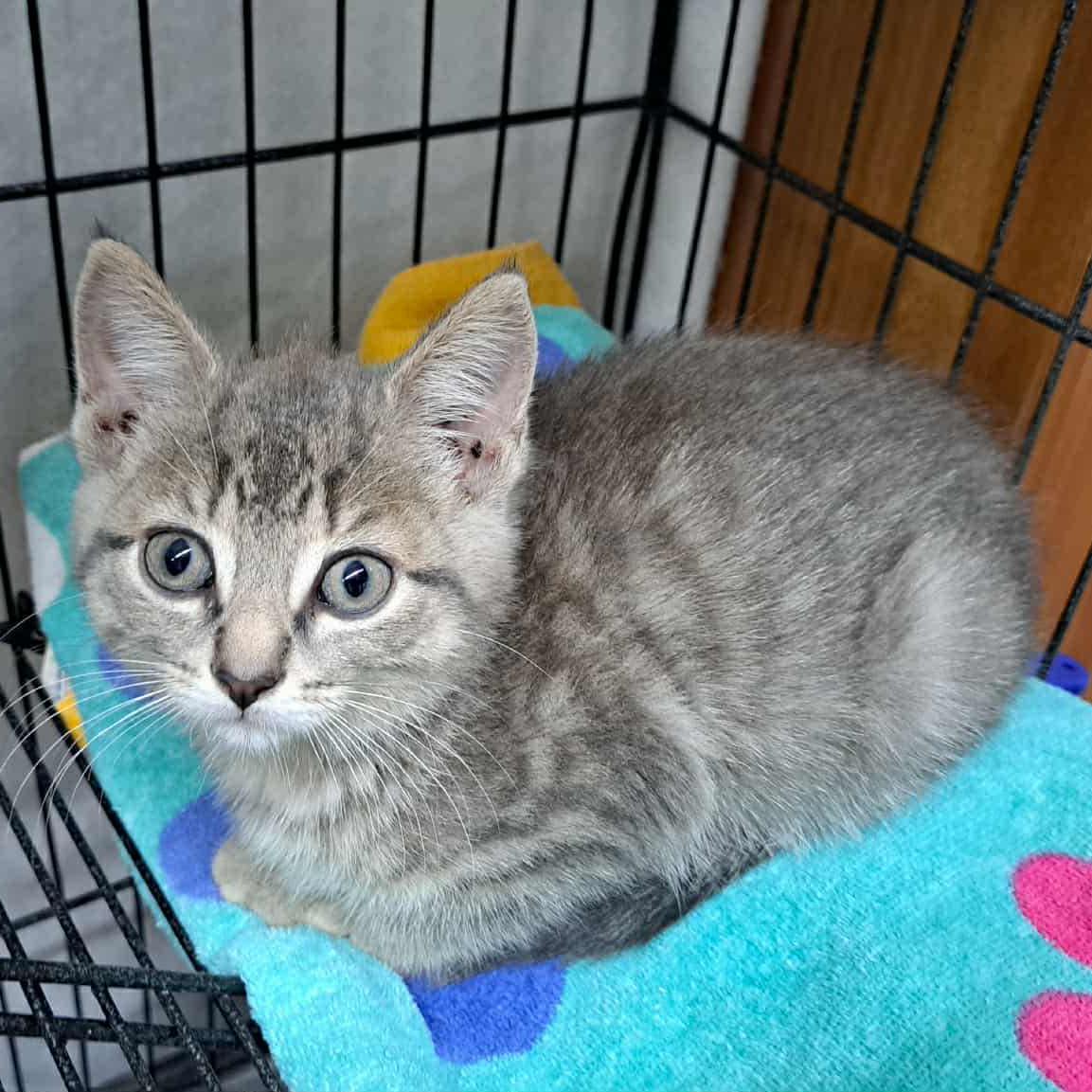 Gwen - A Playful Lovebug, a Adoptable Domestic Short Hair in Hamilton, ON image 6/6