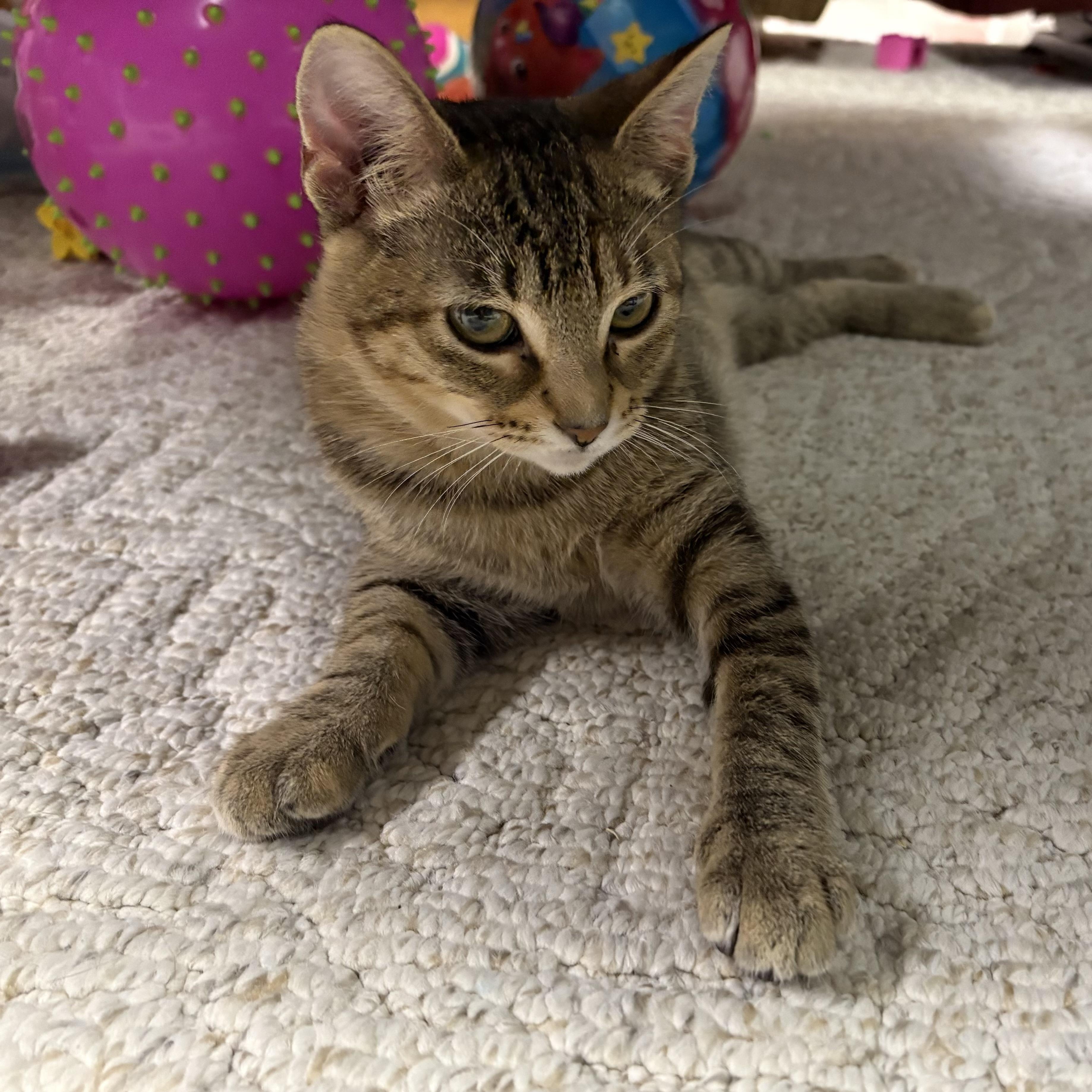 Enlarge Cheerio, a Adoptable Domestic Short Hair in Madison, WI image 6/6