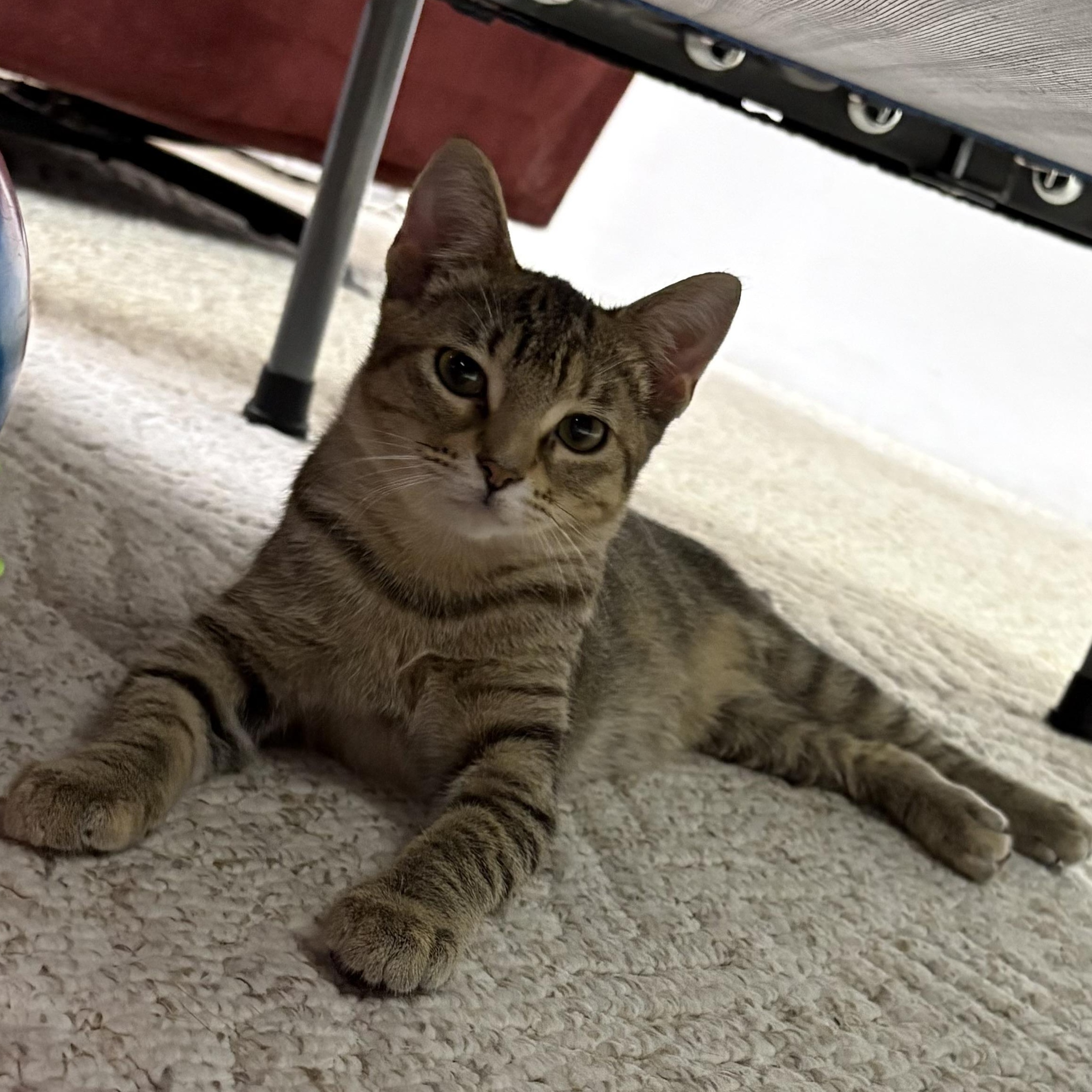 Enlarge Cheerio, a Adoptable Domestic Short Hair in Madison, WI image 4/6