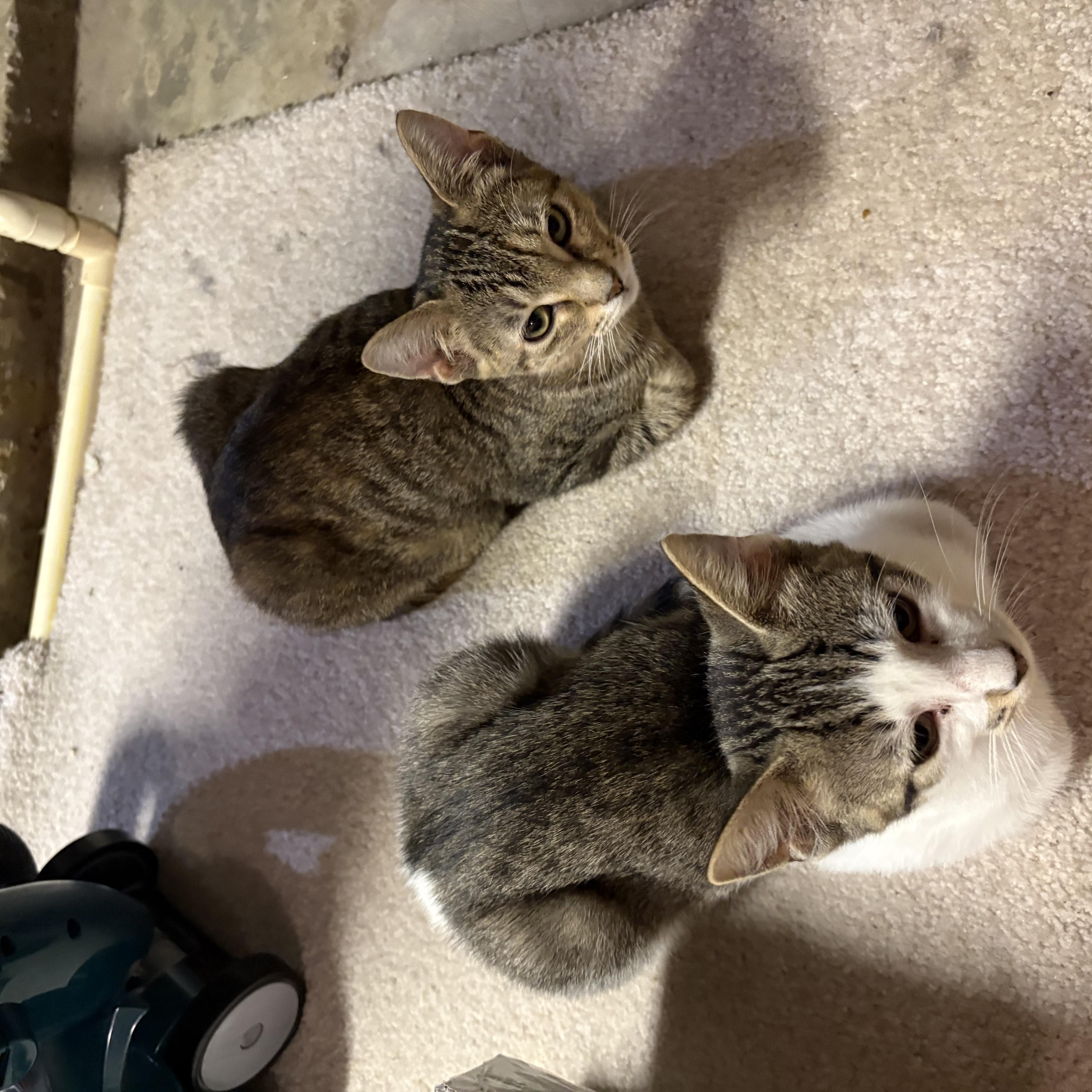 Enlarge Cheerio, a Adoptable Domestic Short Hair in Madison, WI image 3/6