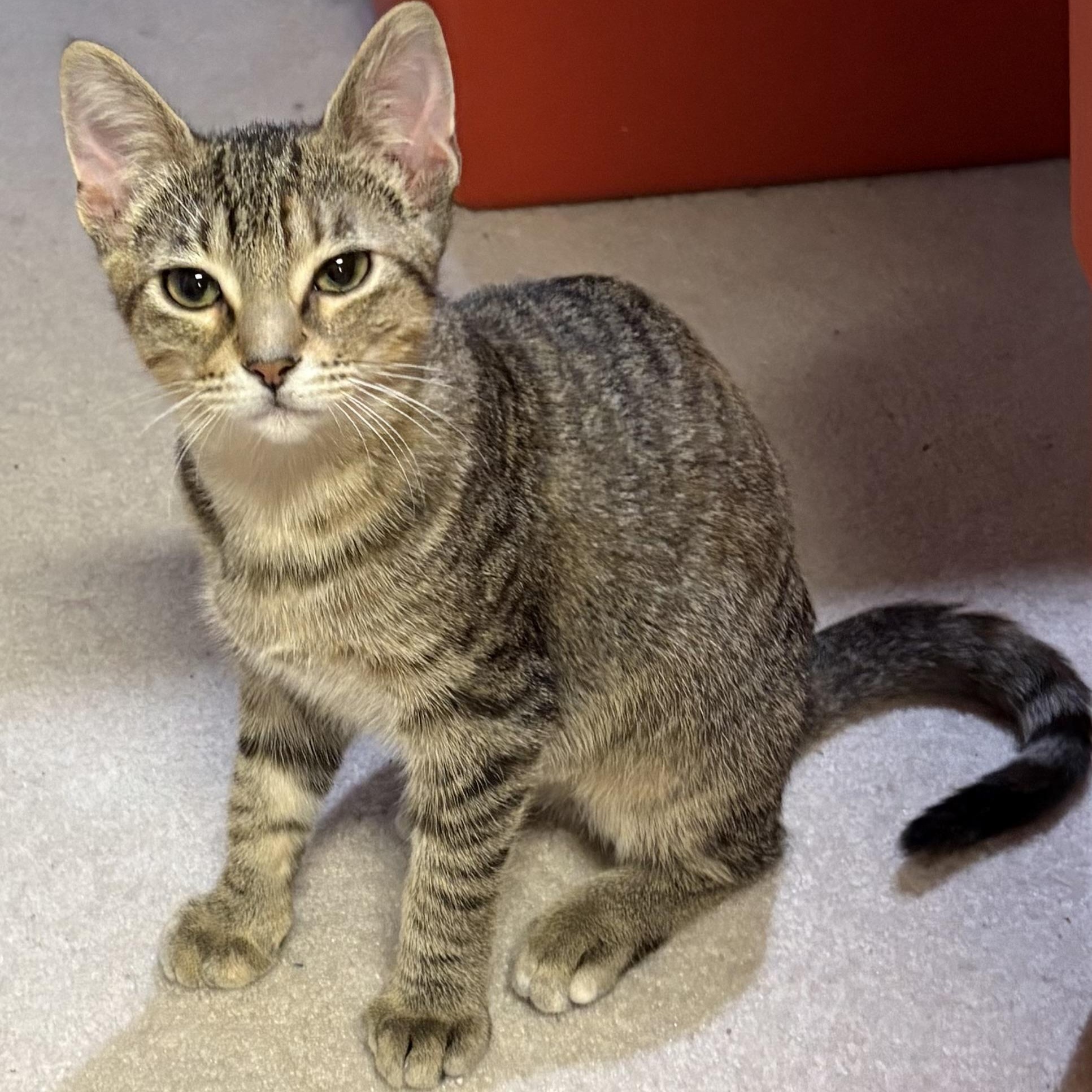 Cheerio, Adoptable, Kitten Female Domestic Short Hair.