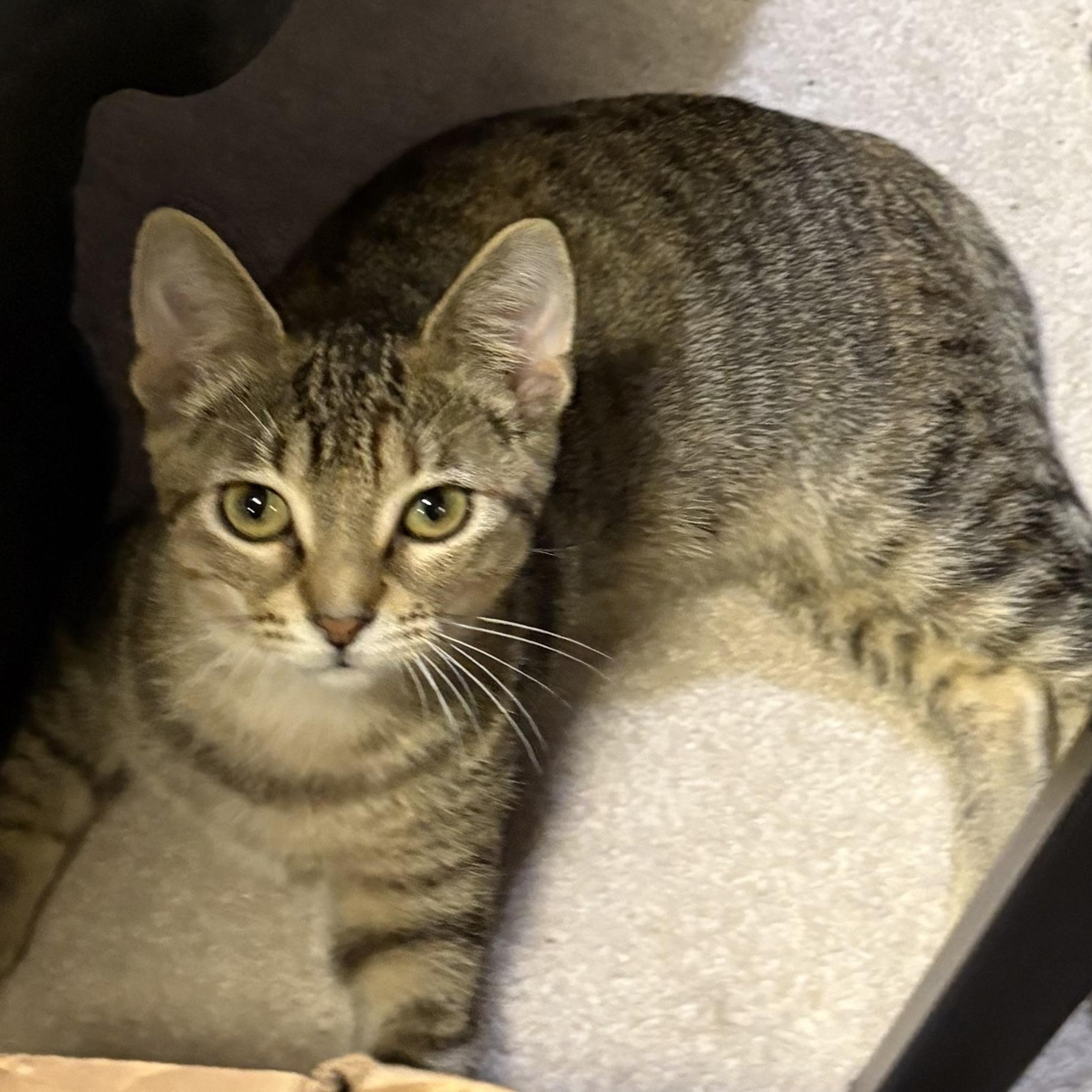 Enlarge Cheerio, a Adoptable Domestic Short Hair in Madison, WI image 5/6