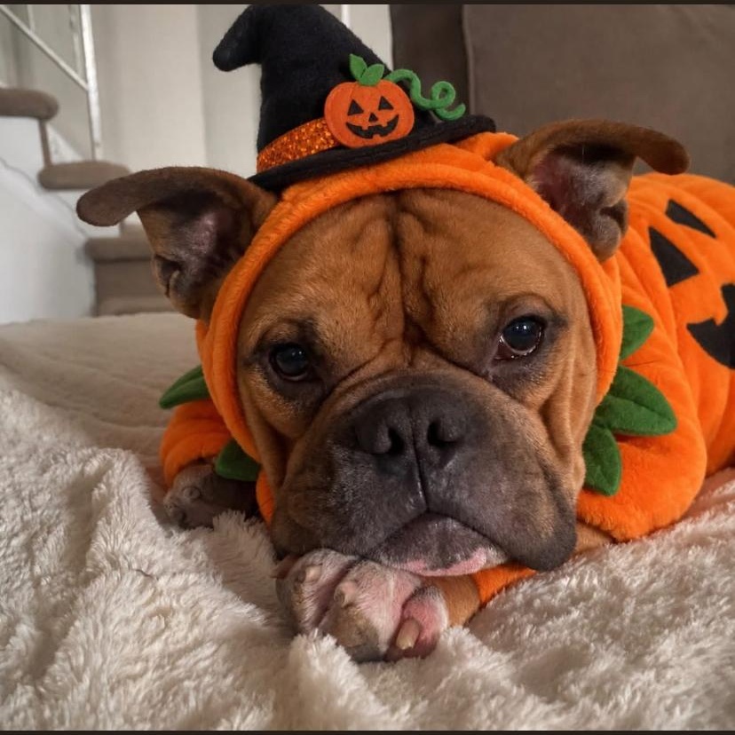 Mack, Adoptable, Adult Male English Bulldog.