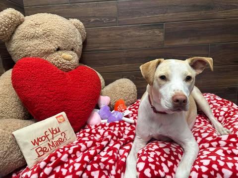 Enlarge Kanga, a Adoptable mixed breed in North Babylon, NY image 3/6