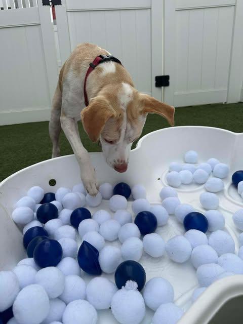 Enlarge Kanga, a Adoptable mixed breed in North Babylon, NY image 4/6