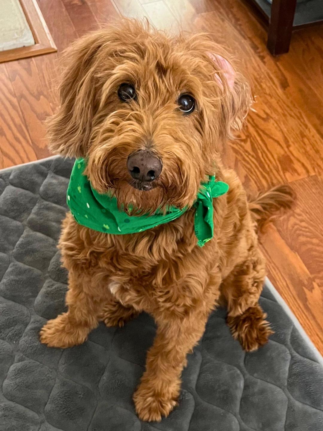 Enlarge Marlowe2, an adopted Goldendoodle in Garland, TX image 1/5