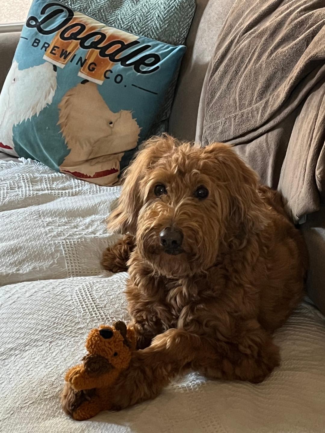Enlarge Marlowe2, an adopted Goldendoodle in Garland, TX image 5/5