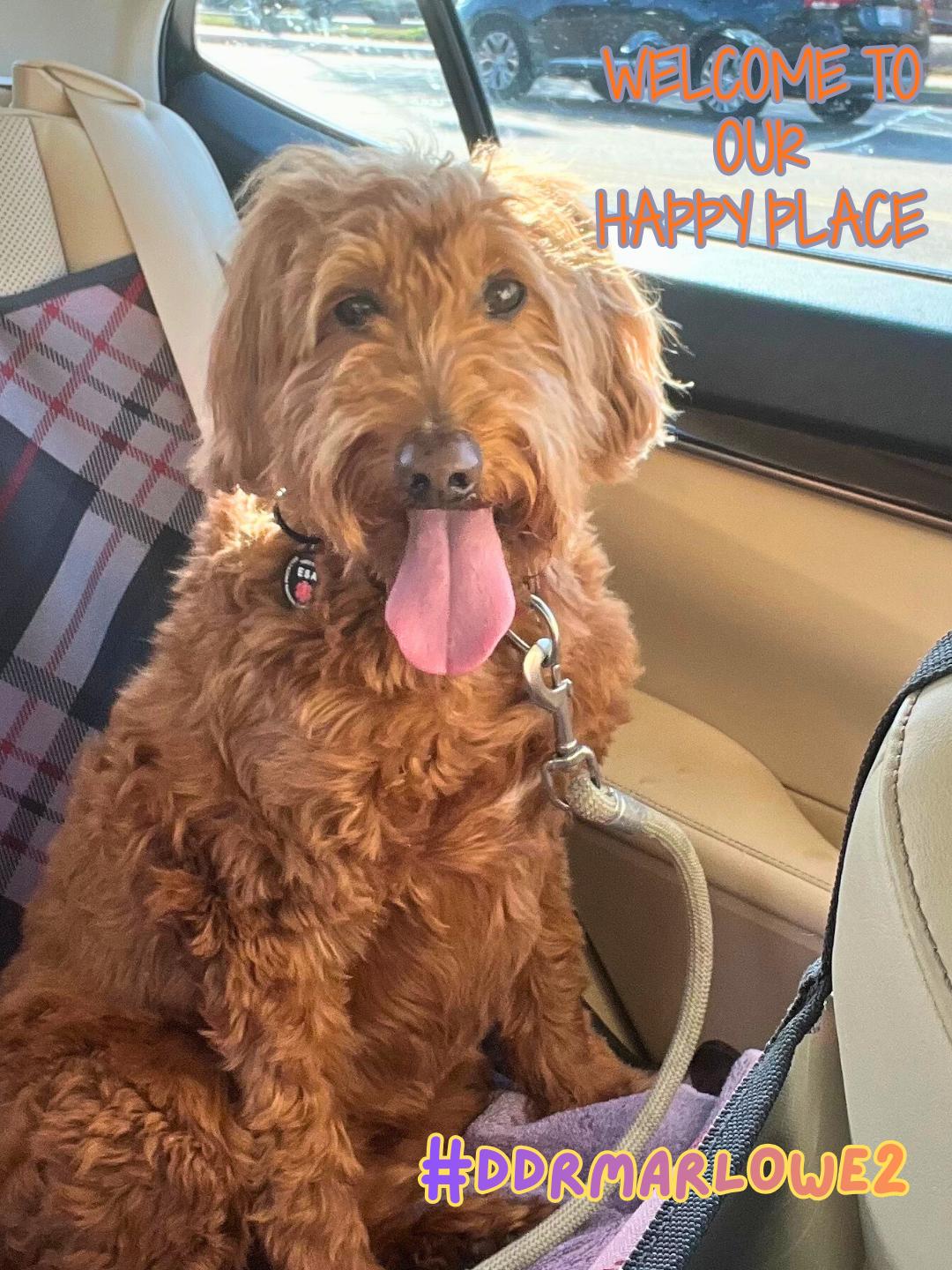 Enlarge Marlowe2, an adopted Goldendoodle in Garland, TX image 2/5