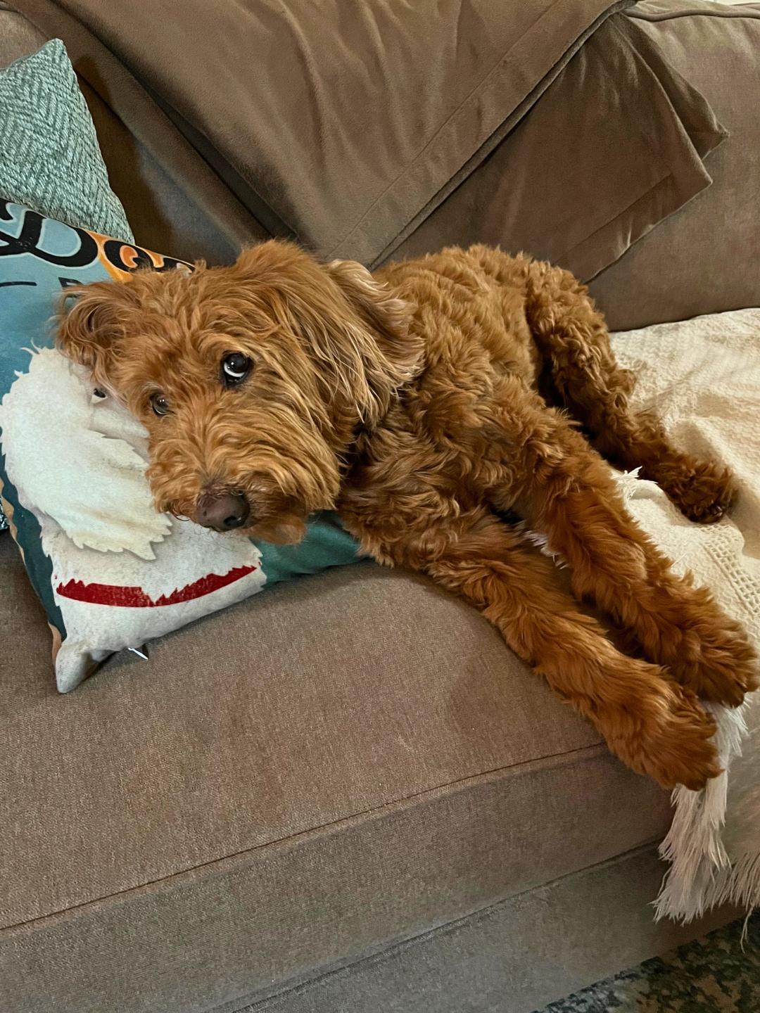 Enlarge Marlowe2, an adopted Goldendoodle in Garland, TX image 4/5
