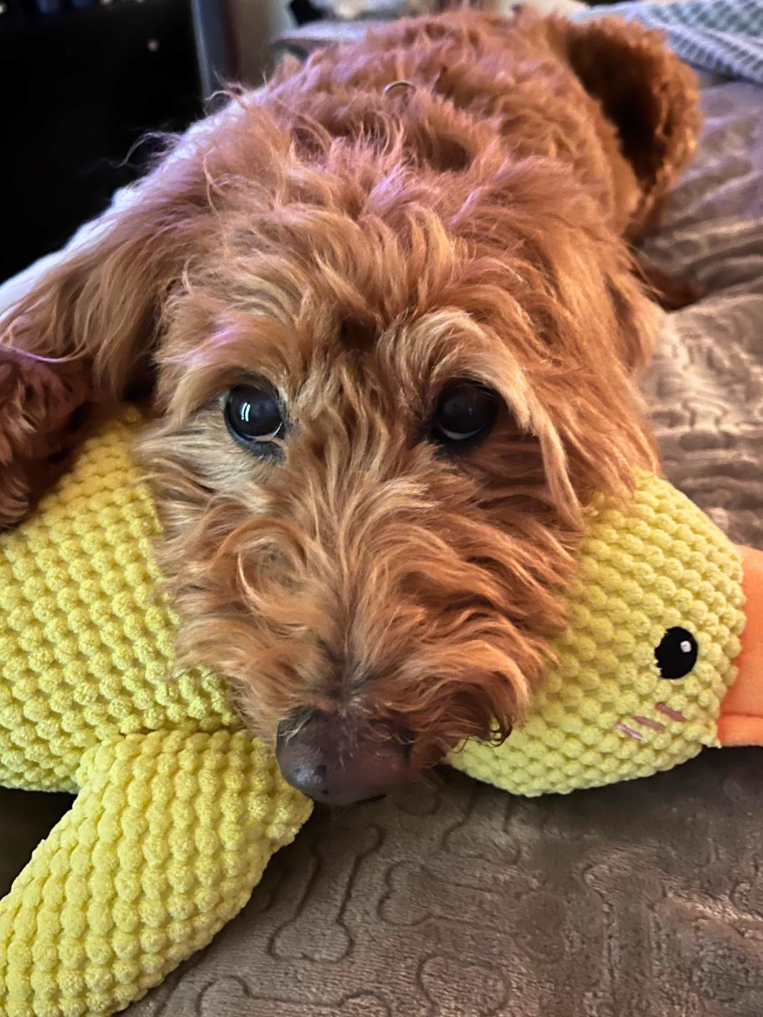 Enlarge Marlowe2, an adopted Goldendoodle in Garland, TX image 3/5