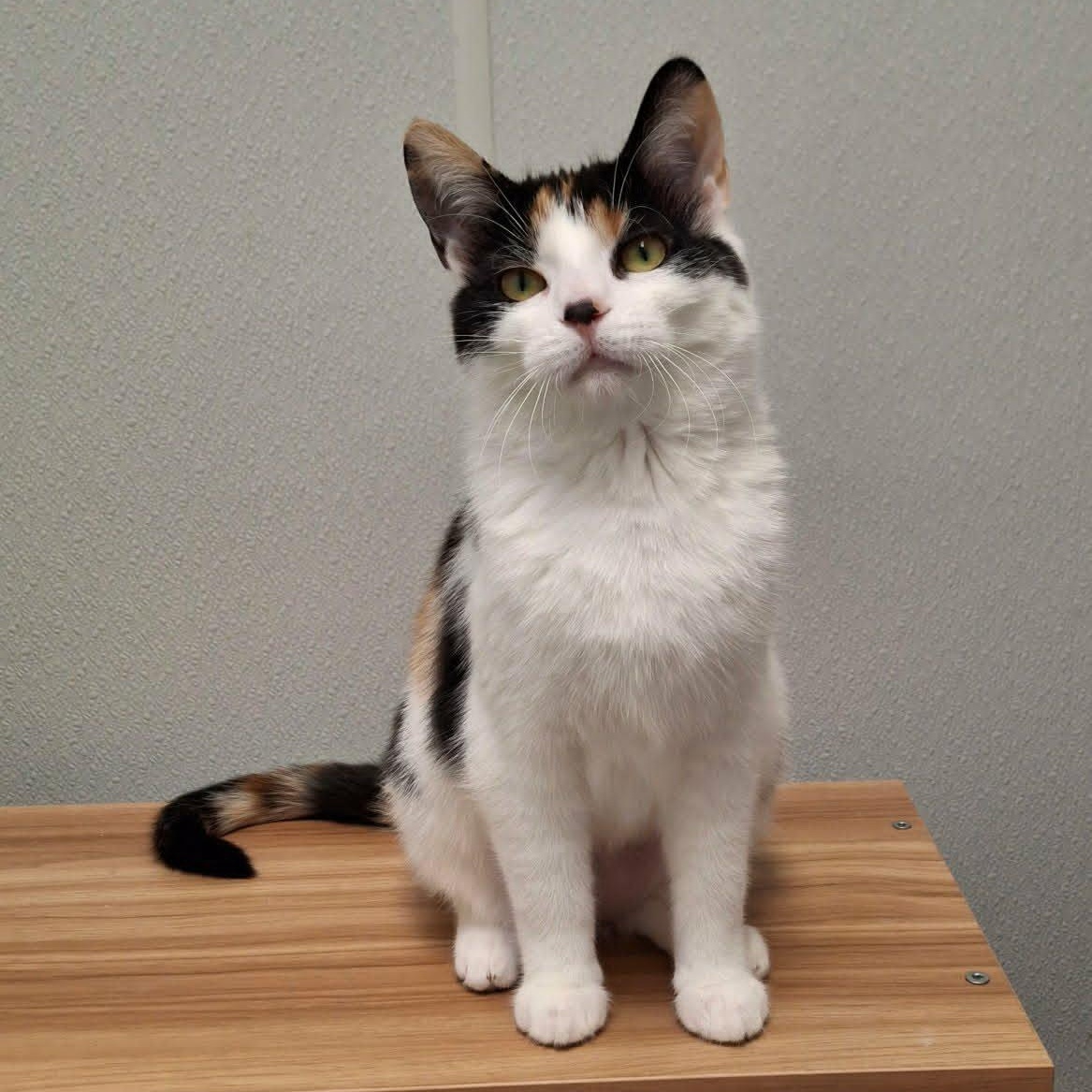 Enlarge Snickerpuff and Snugglefloof (bonded pair), a ADOPTABLE Domestic Short Hair in Watertown, WI image 2/4