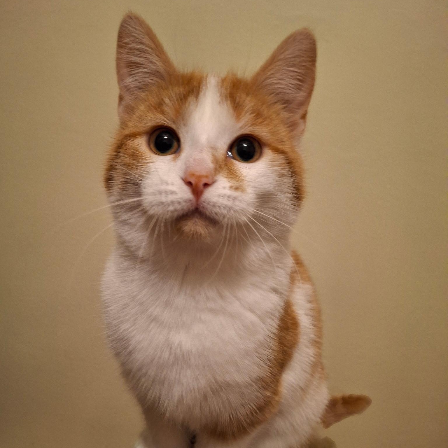 Enlarge Snickerpuff and Snugglefloof (bonded pair), a ADOPTABLE Domestic Short Hair in Watertown, WI image 3/4