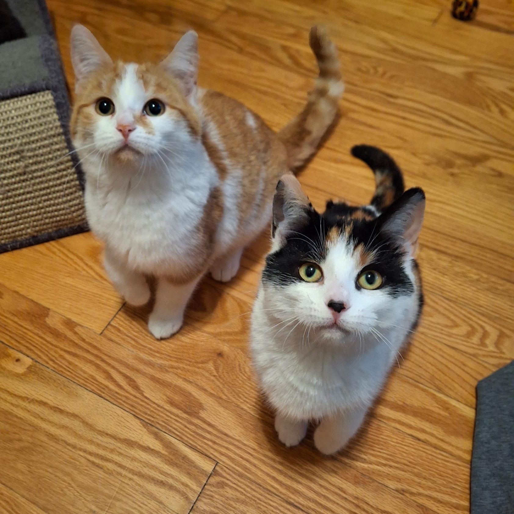 Snickerpuff and Snugglefloof (bonded pair), ADOPTABLE, Kitten Female Domestic Short Hair.