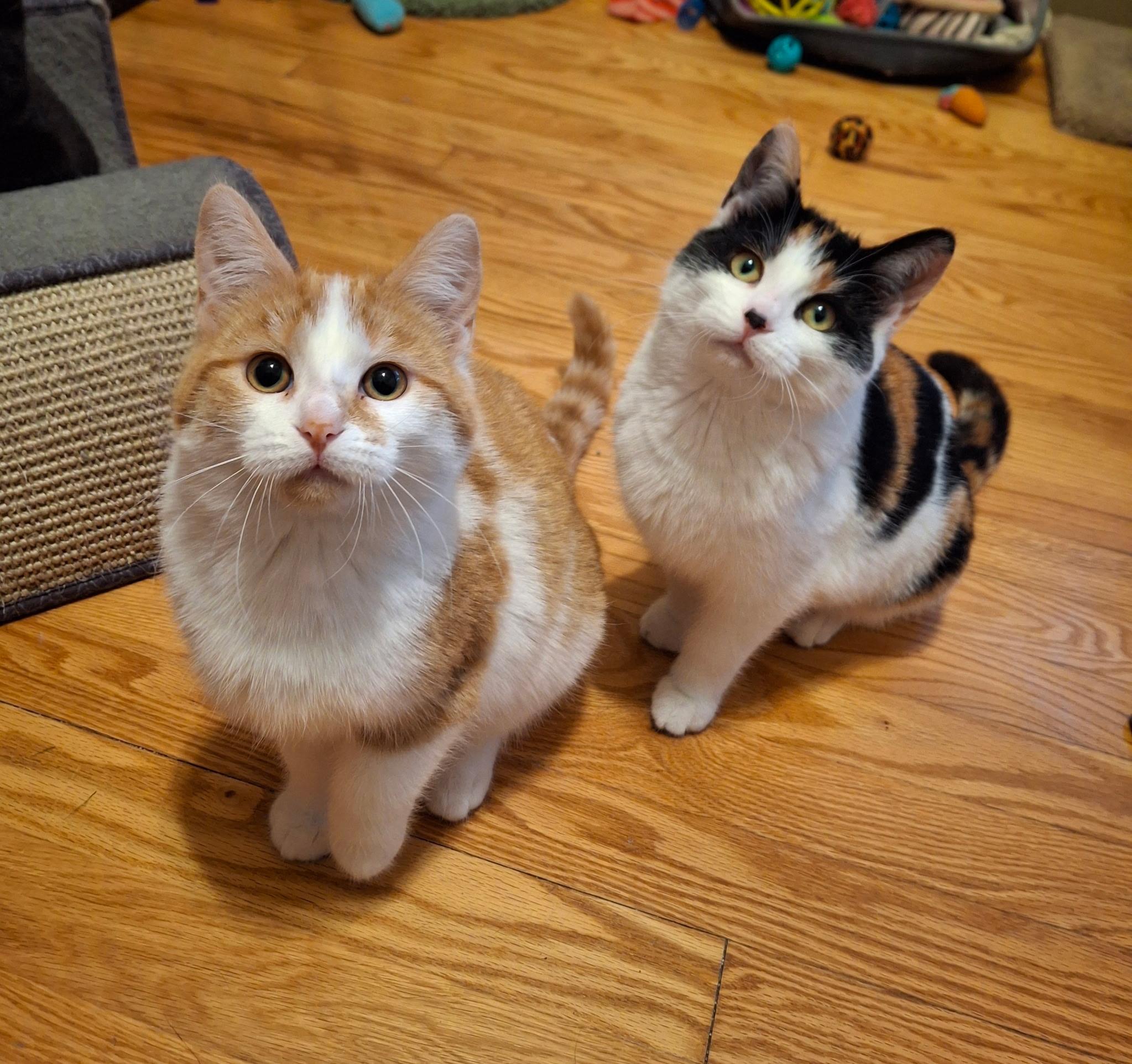 Snickerpuff and Snugglefloof (bonded pair), ADOPTABLE, Kitten Female Domestic Short Hair.