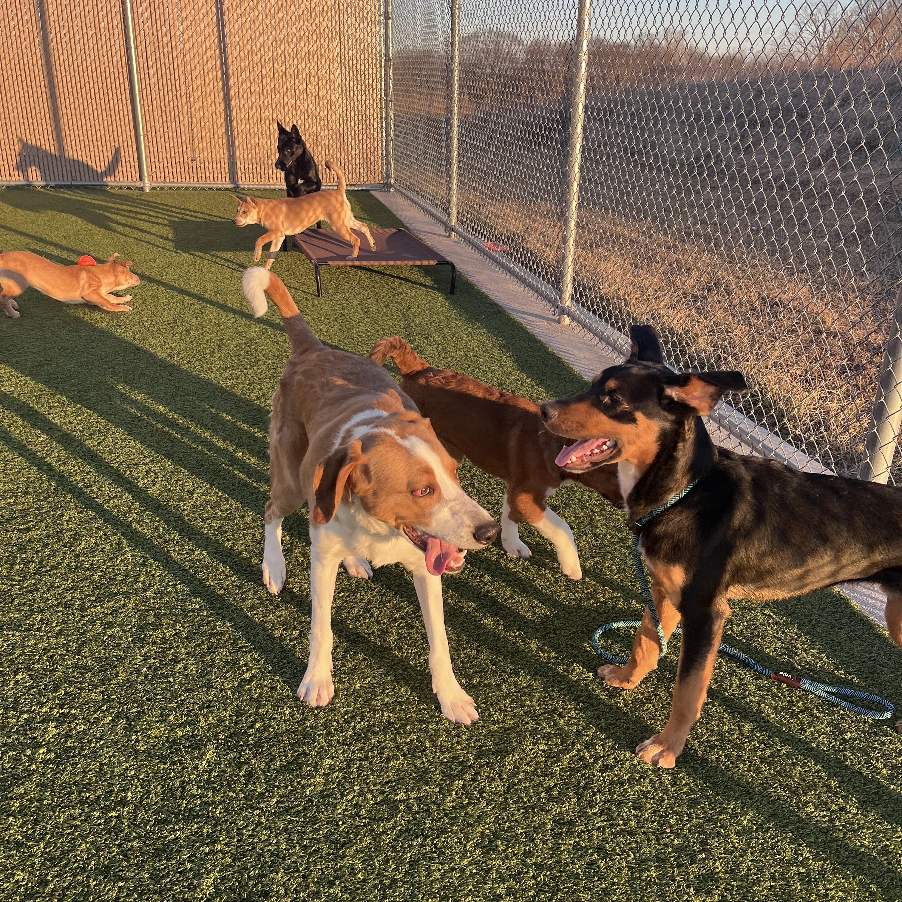 Enlarge Sherlock, a ADOPTABLE Hound in Liberty, MO image 4/5