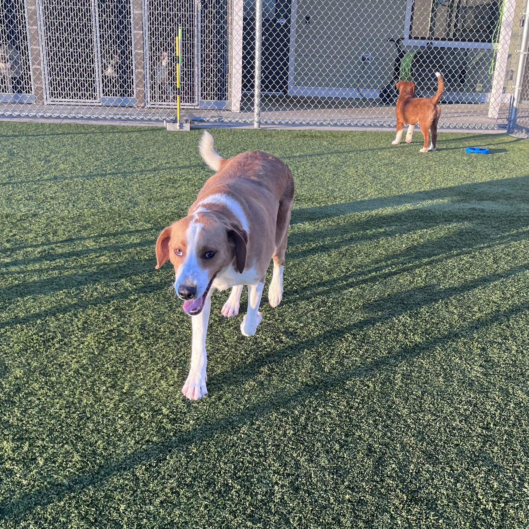 Enlarge Sherlock, a ADOPTABLE Hound in Liberty, MO image 5/5