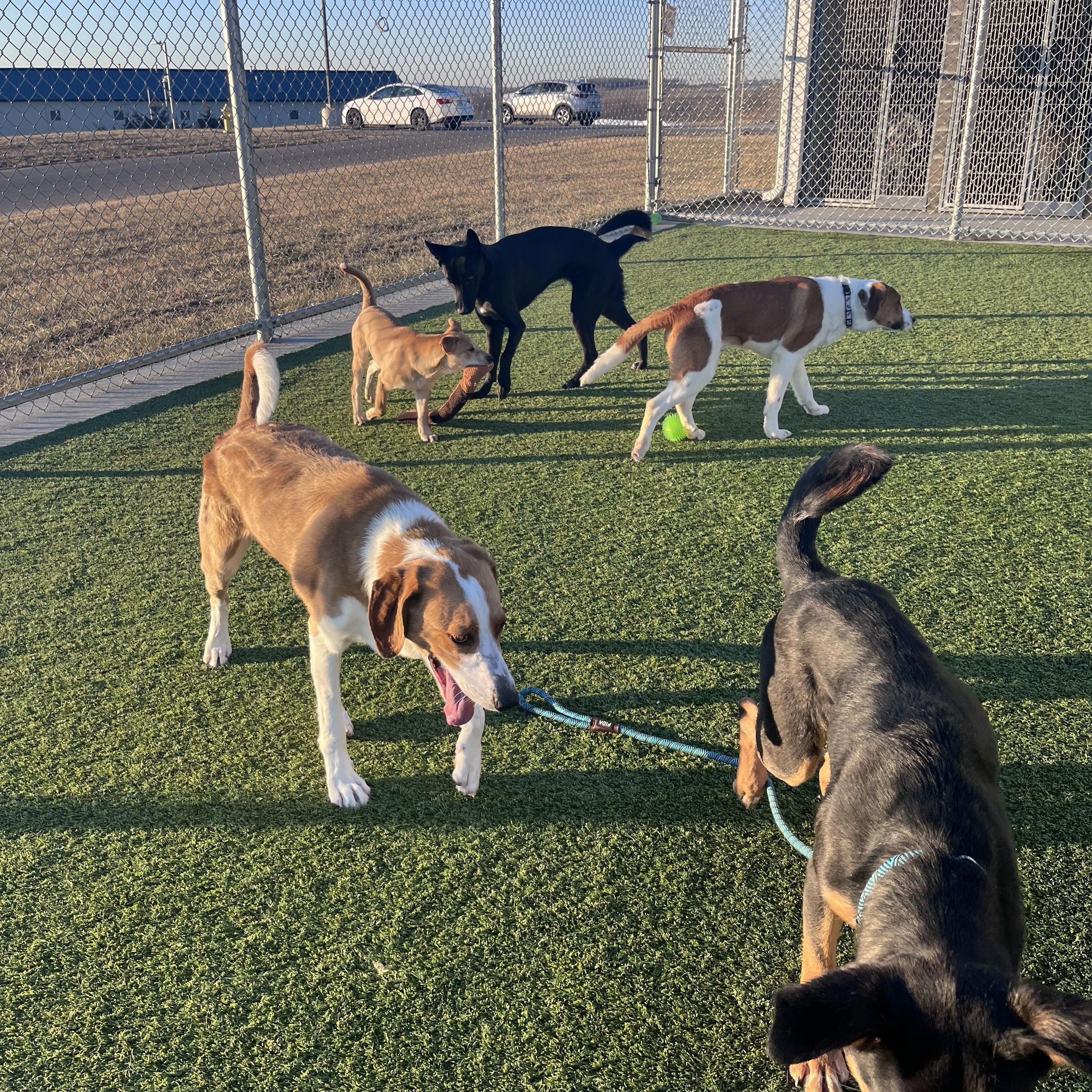 Enlarge Sherlock, a ADOPTABLE Hound in Liberty, MO image 2/5