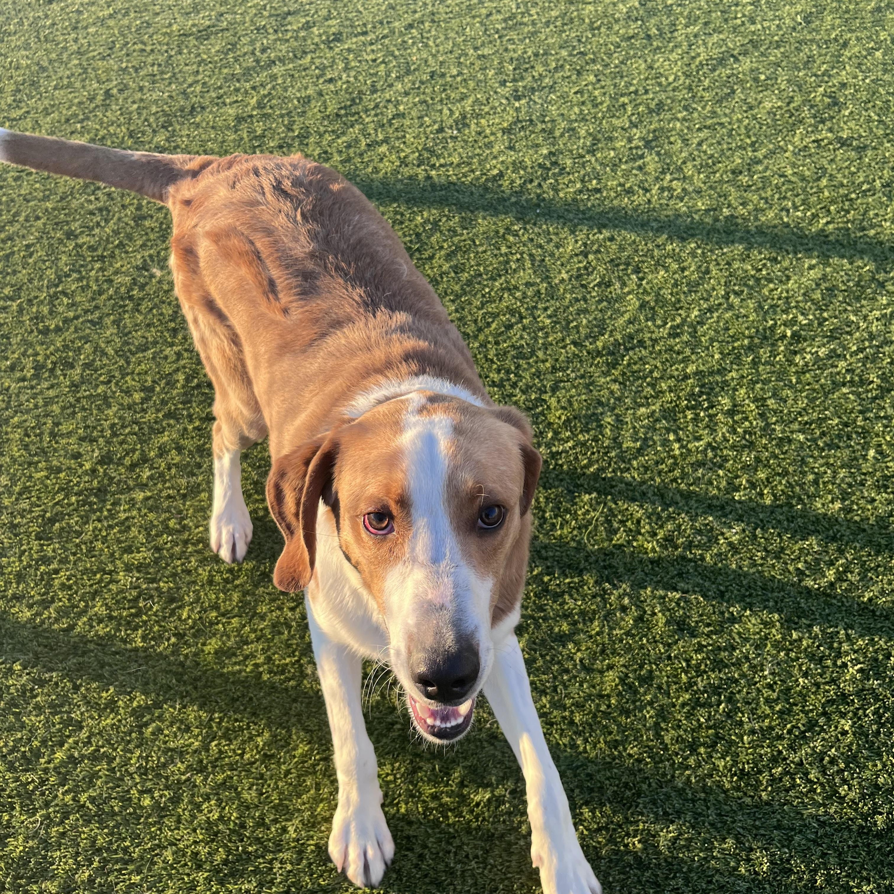 Enlarge Sherlock, a ADOPTABLE Hound in Liberty, MO image 1/5