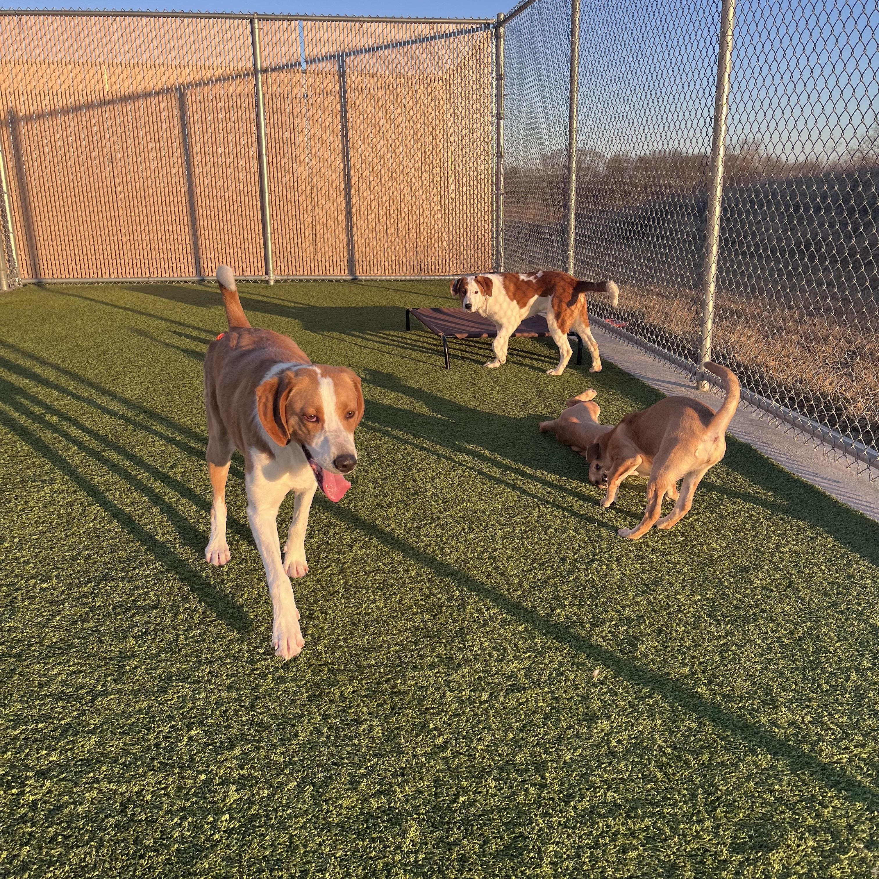 Enlarge Sherlock, a ADOPTABLE Hound in Liberty, MO image 3/5