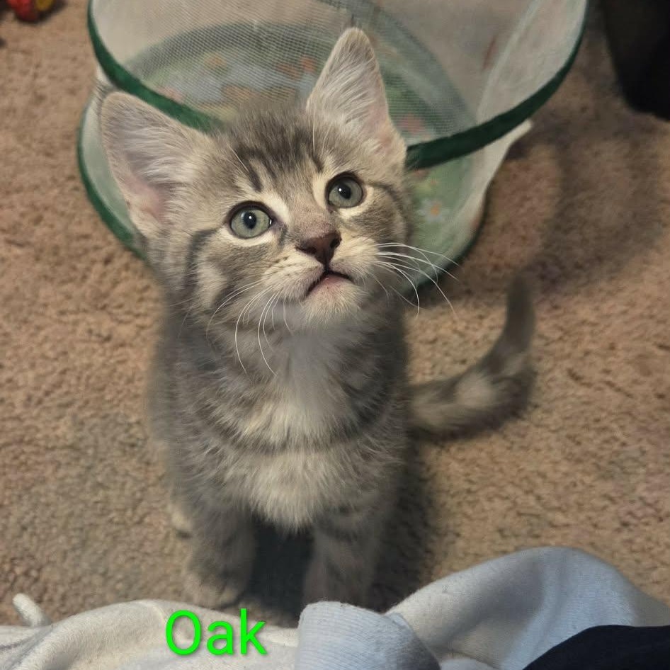 Oak, adopted, Kitten Male Domestic Short Hair.