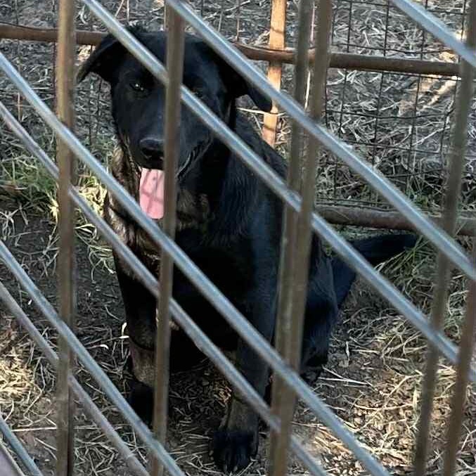 Luna, a Adoptable mixed breed in Boise, ID image 4/6