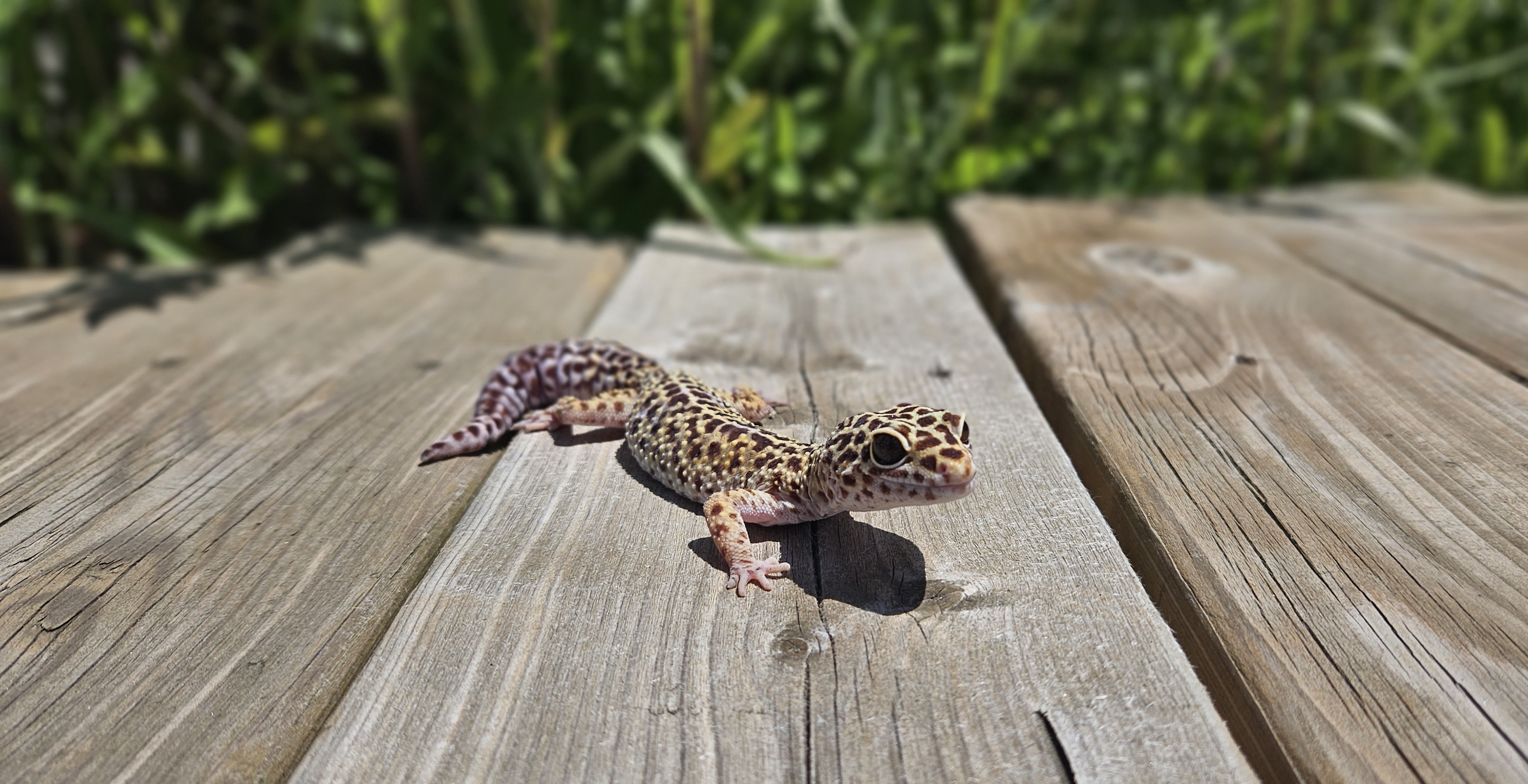 Yoshi, an adopted Gecko in Whitby, ON_image-1