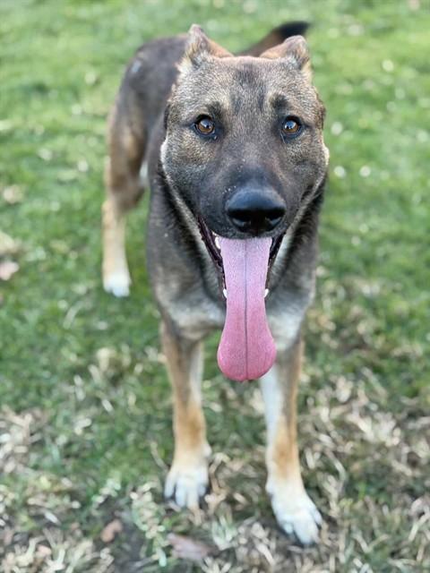 Bruin, ADOPTABLE, Young Male German Shepherd Dog.