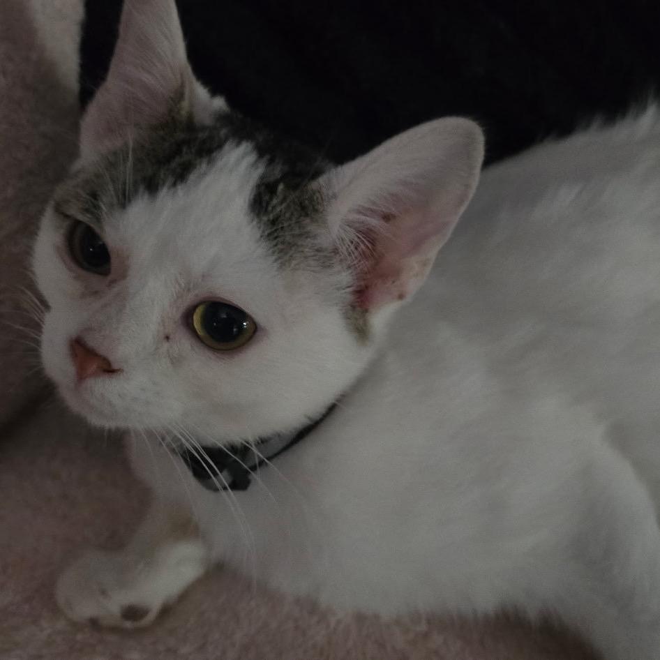 Enlarge Mixie, a Adoptable Domestic Short Hair in Wichita, KS image 1/2