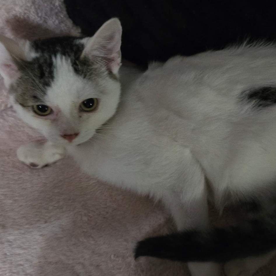 Enlarge Mixie, a Adoptable Domestic Short Hair in Wichita, KS image 2/2