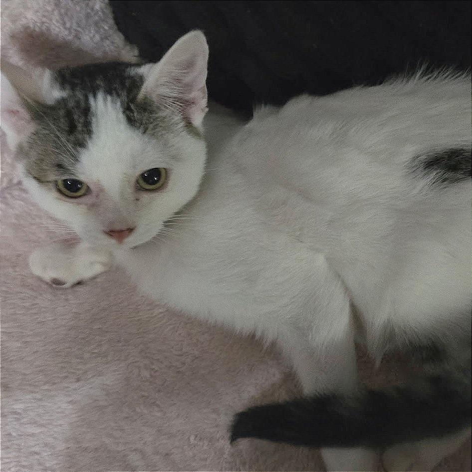 Enlarge Mixie, a Adoptable Domestic Short Hair in Wichita, KS image 1/2