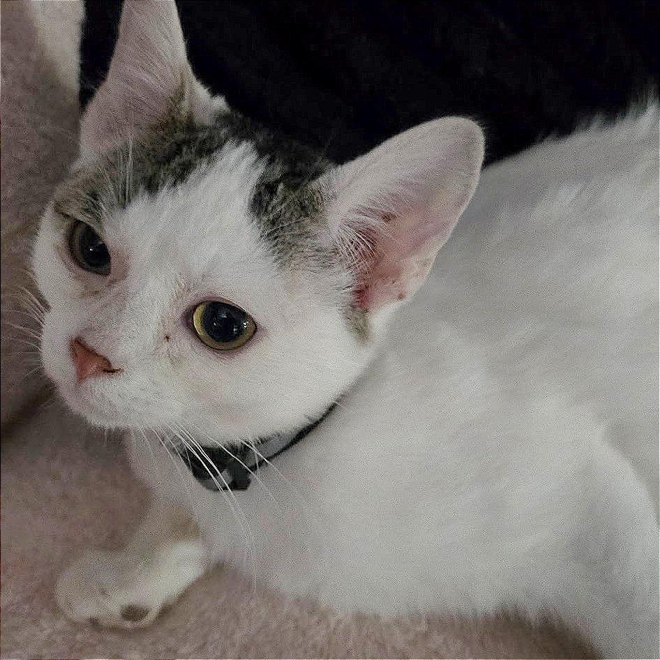 Enlarge Mixie, a Adoptable Domestic Short Hair in Wichita, KS image 2/2