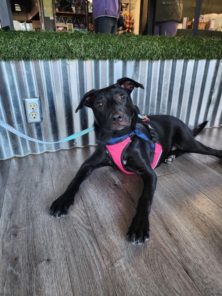 Broussard, a Adoptable mixed breed in Aurora, CO image 1/6