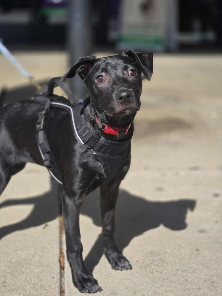 Broussard, a Adoptable mixed breed in Aurora, CO image 2/6