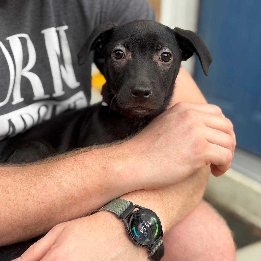 Broussard, a Adoptable mixed breed in Aurora, CO image 3/6