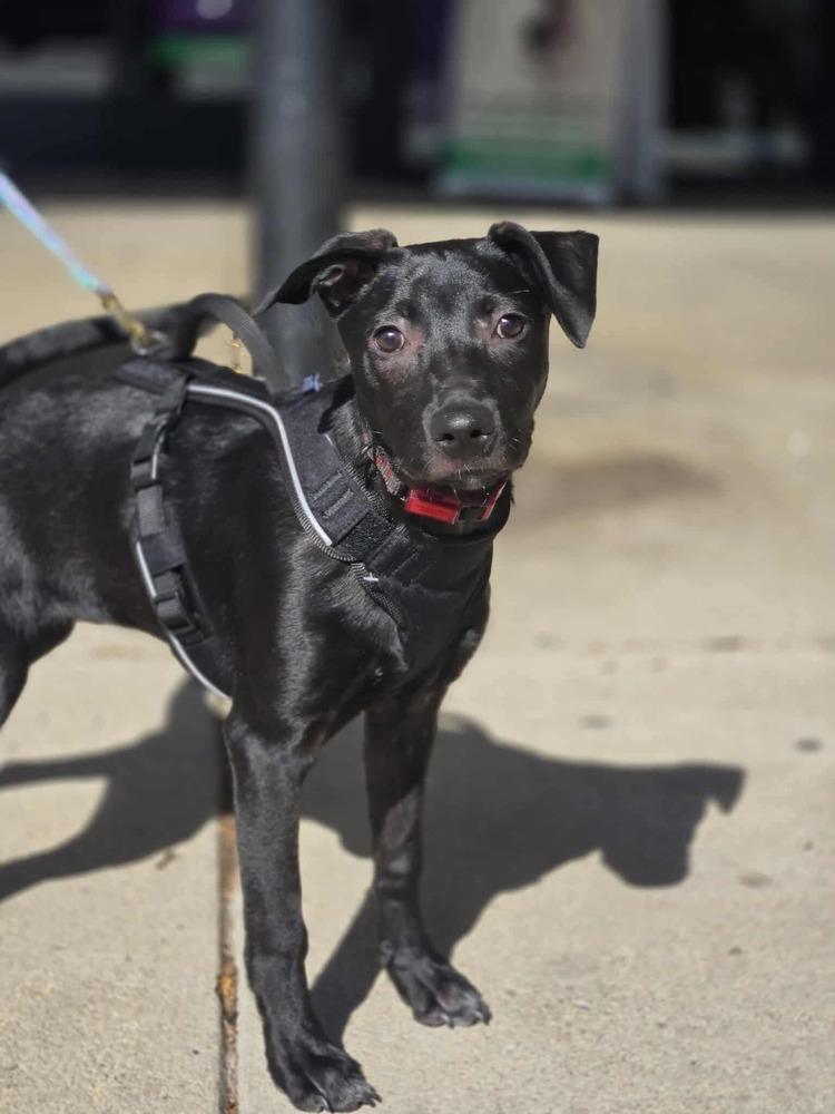 Broussard, a Adoptable mixed breed in Aurora, CO image 4/6