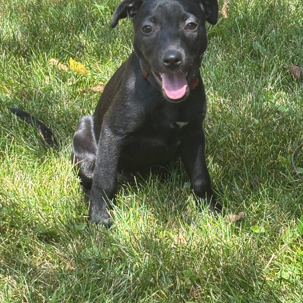 Broussard, a Adoptable mixed breed in Aurora, CO image 5/6