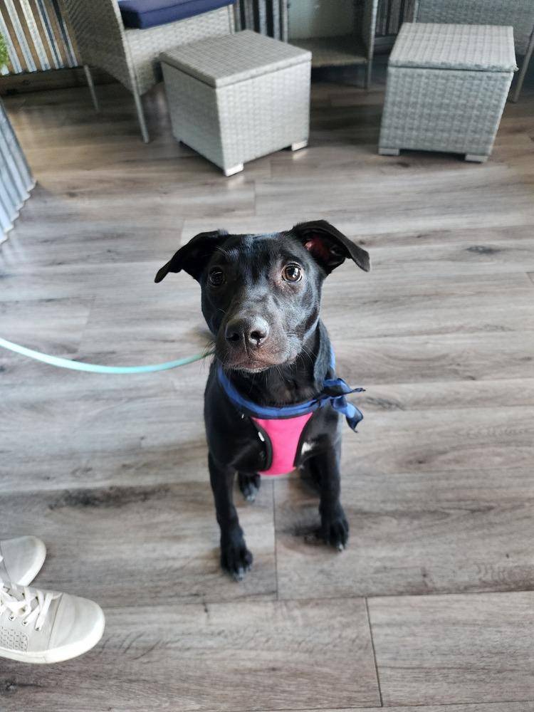 Broussard, a Adoptable mixed breed in Aurora, CO image 6/6