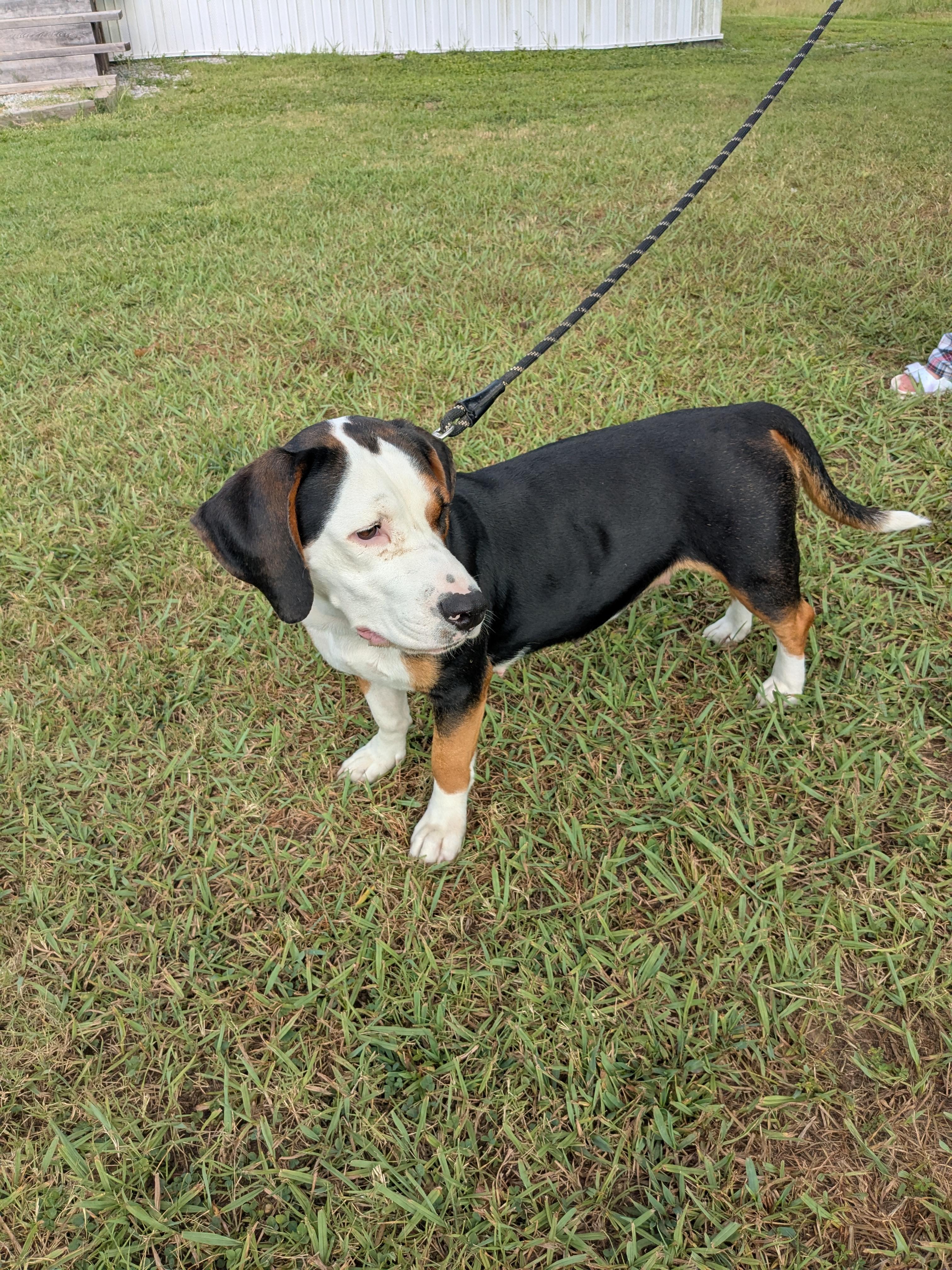 Enlarge Daisy Rose, a Adopted mixed breed in Medfield, MA image 4/5