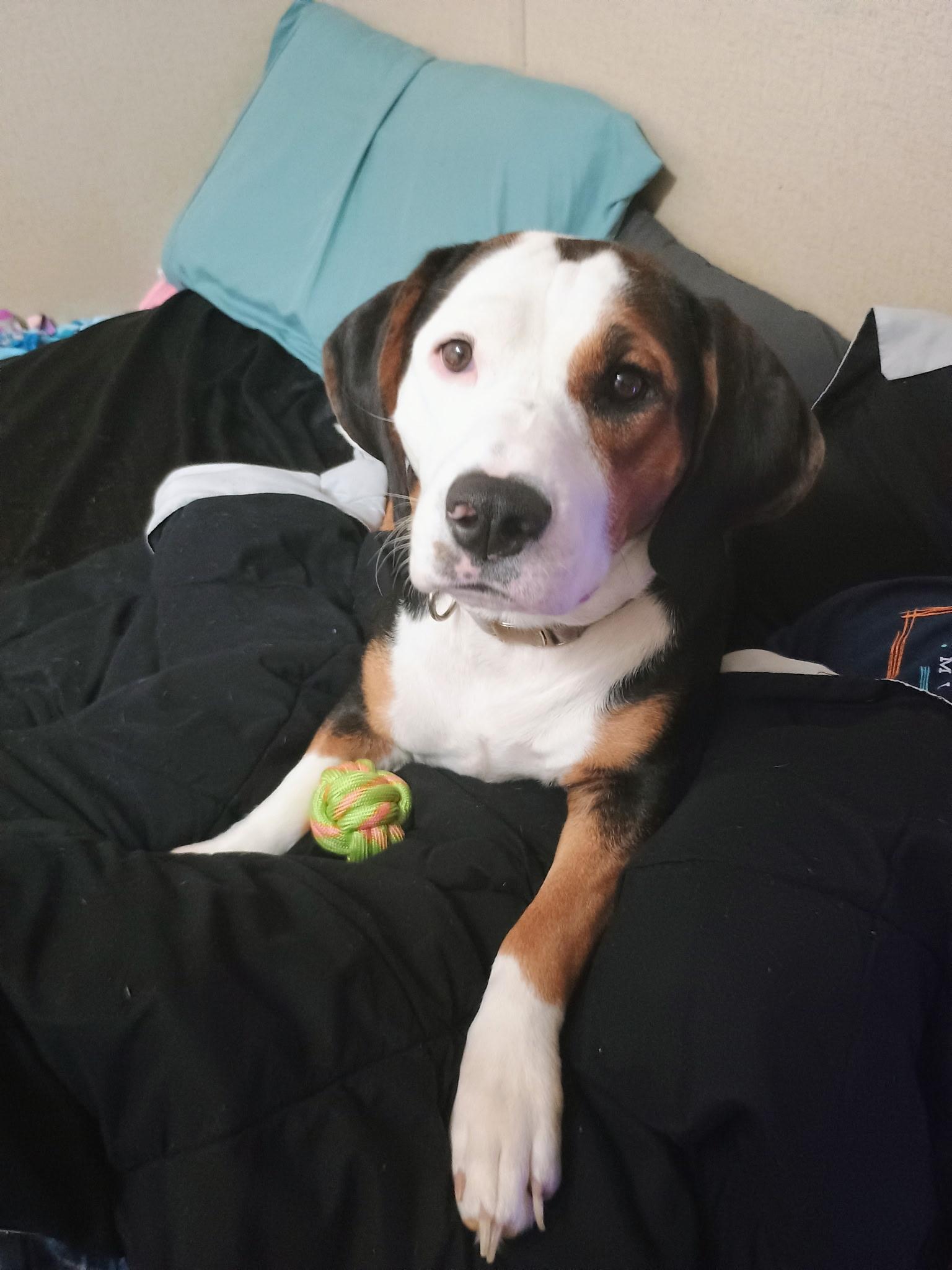 Daisy Rose, Adopted, Adult Female Basset Hound.