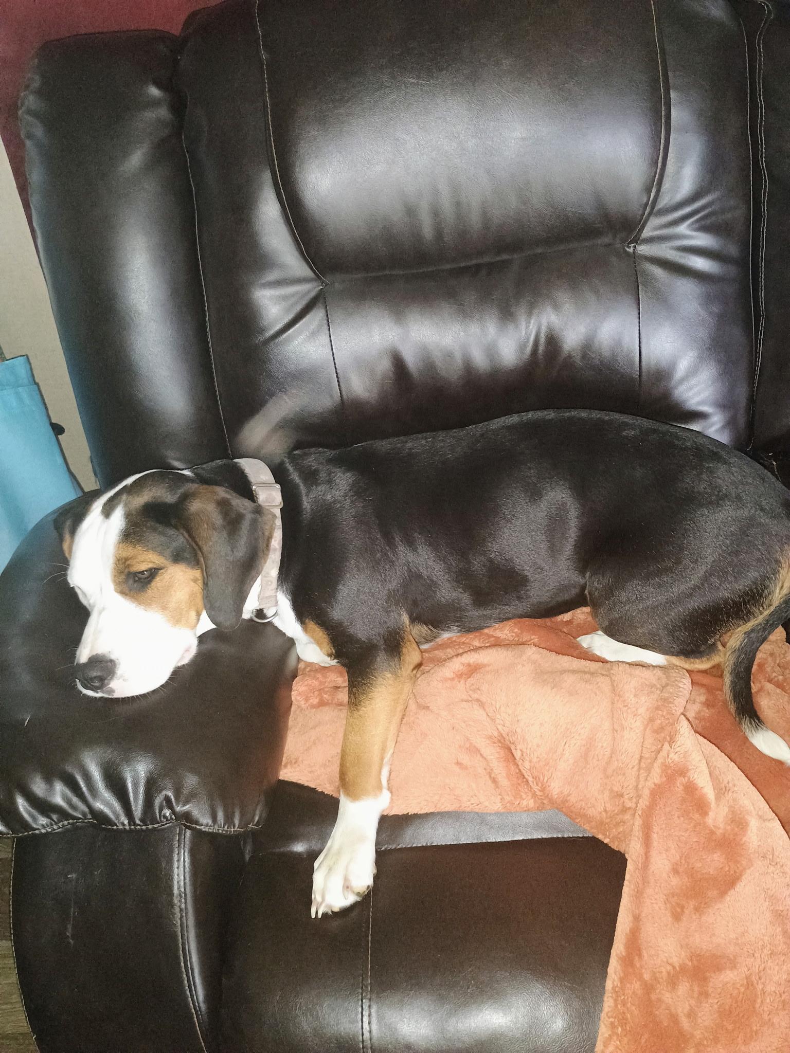 Enlarge Daisy Rose, a Adopted mixed breed in Medfield, MA image 3/5