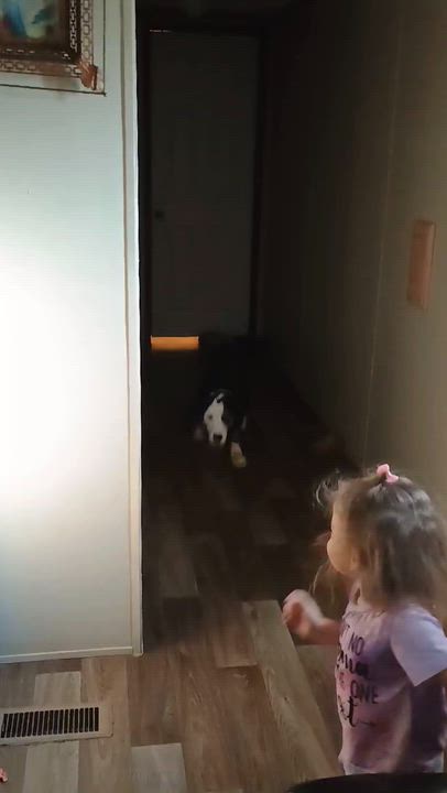 Enlarge Daisy Rose, a Adopted mixed breed in Medfield, MA video 5/5