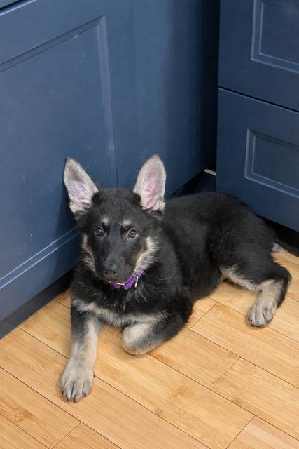 Enlarge Wolfe, a Adoptable German Shepherd Dog in Seattle, WA image 1/2