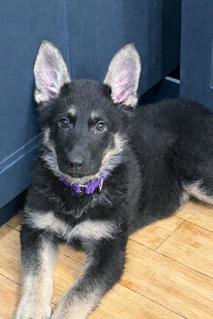 Enlarge Wolfe, a Adoptable German Shepherd Dog in Seattle, WA image 2/2
