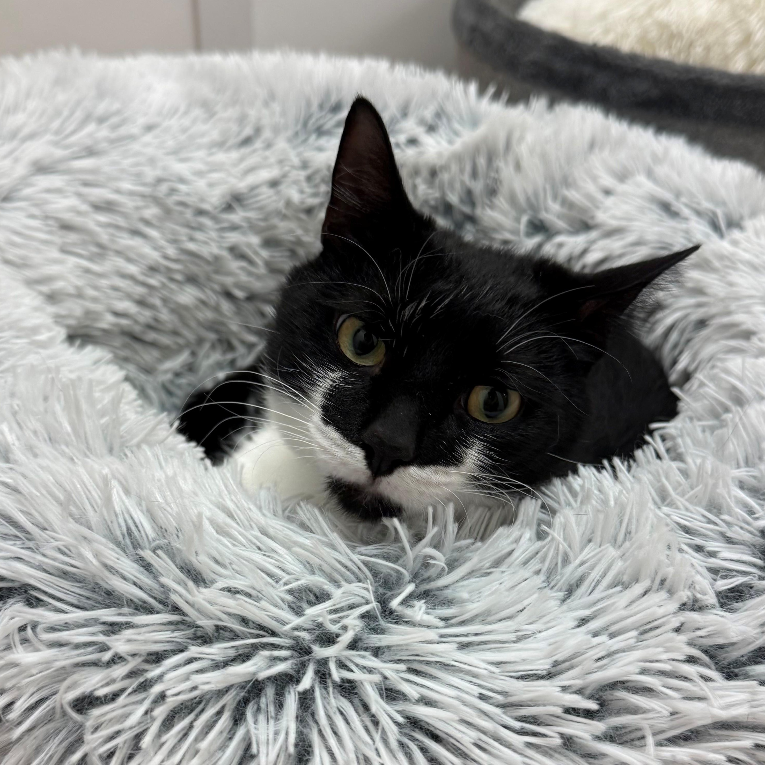 Bo, adopted, Young Male Domestic Short Hair.